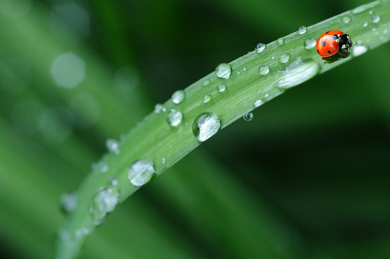Come allontanare gli insetti dal giardino