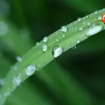Come allontanare gli insetti dal giardino